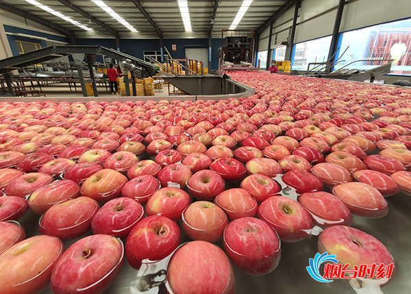 烟台苹果逆市转型：“高 精 尖”领航苹果产业高质量发展