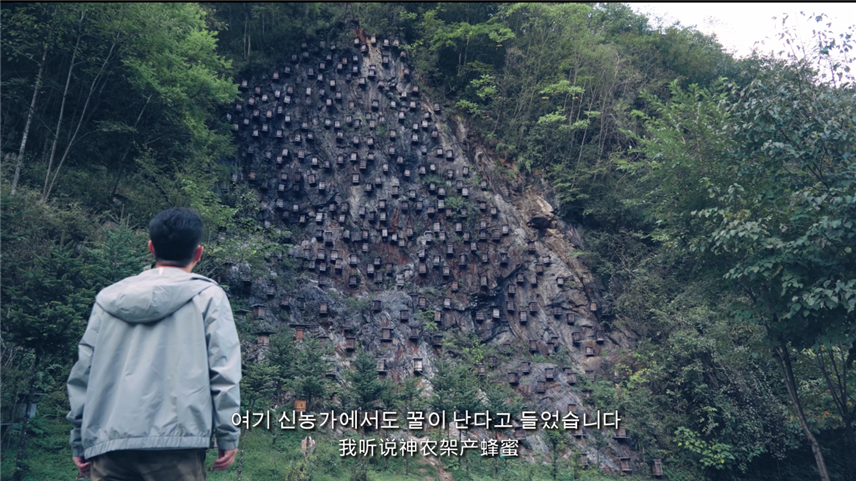 【视频已过审】【家住长江边】第二集 韩国欧巴带你探秘神农架