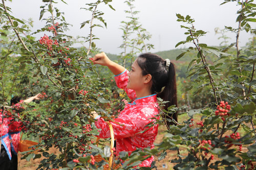【B】首届卢氏无刺花椒技术交流会在三门峡市卢氏县举行