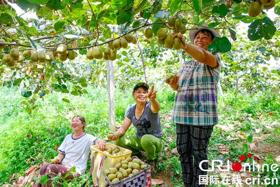 贵州六盘水:调结构 抓产业 猕猴桃脱贫攻坚“显身手”