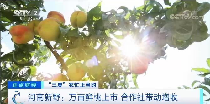 【在希望的田野上 三夏时节】各地多措并举发展特色林果产业 带动农户增收致富