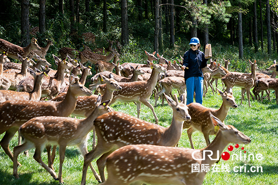 B【吉01】长春市双阳区消夏旅游节开幕