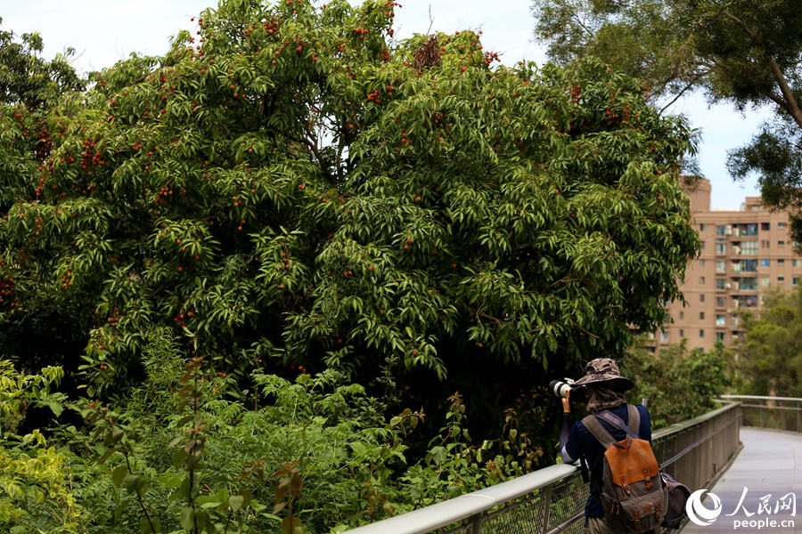 厦门山海健康步道:夏至时节荔枝挂满枝头  青红相映芬芳袭人