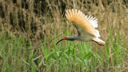 （生态）6月起正式施行！杭州西溪国家湿地公园保护管理工作迎新规