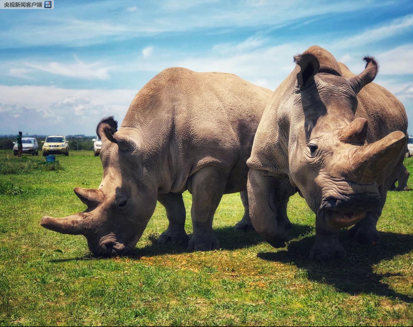 全球仅存两头北方白犀牛取卵成功 该物种在灭绝边缘出现重大转机