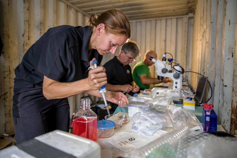 全球仅存两头北方白犀牛取卵成功 该物种在灭绝边缘出现重大转机