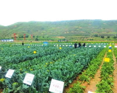 2020中国·兰州（榆中）高原夏菜新品博览会开幕