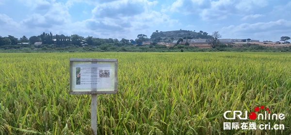 中国杂交水稻技术为提高尼日利亚稻米产量做出贡献_fororder_202206040013
