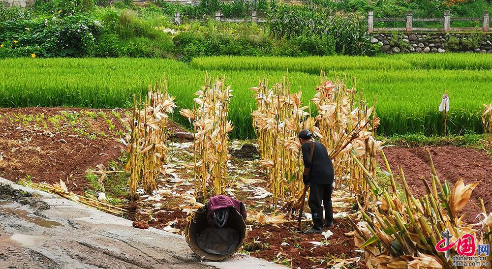 【中国故事】四川凉山：大病之后的脱贫路