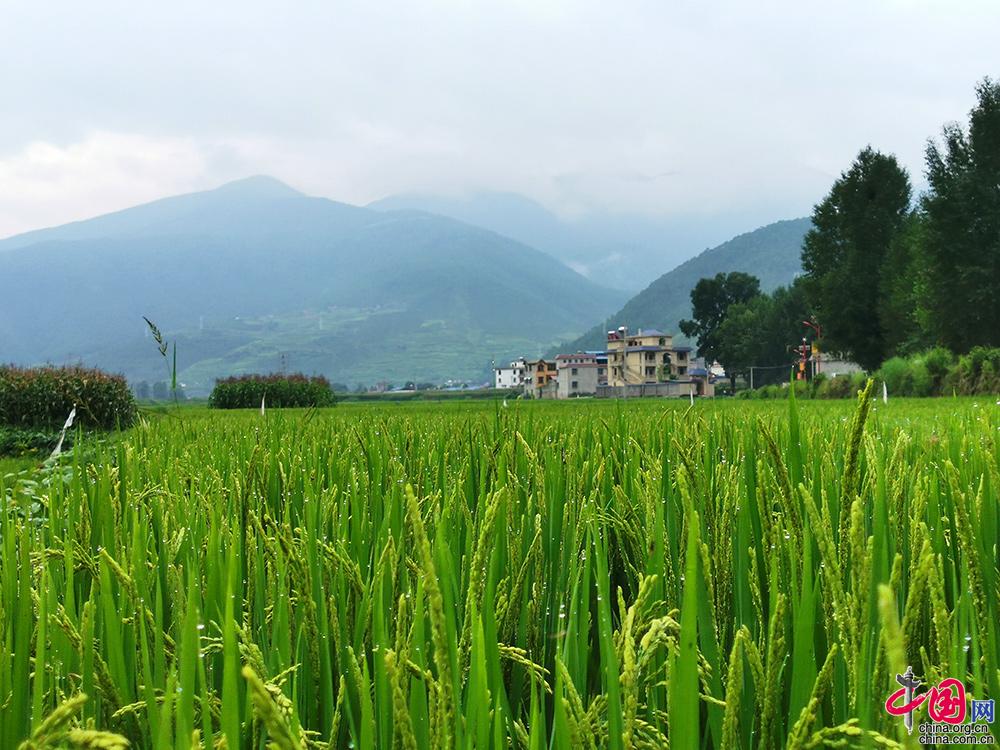 【中国故事】四川凉山：大病之后的脱贫路