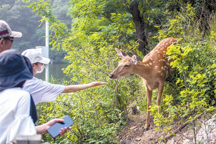 峰回“鹿”转成新景 鹿鸣大连正当时_fororder_4