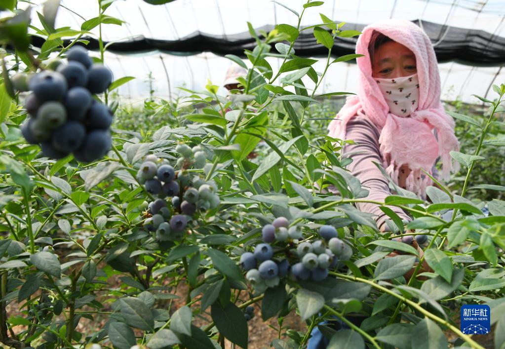 青岛:蓝莓丰收采摘忙