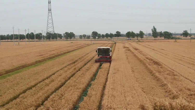 亩产981公斤！“邯郸麦种”刷新全国小麦单产记录