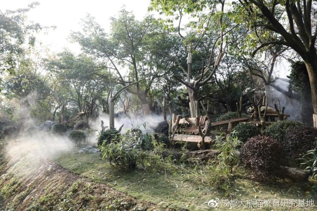 成都大熊猫基地回应“虐熊猫”：与事实严重不符