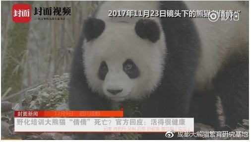 成都大熊猫基地回应“虐熊猫”：与事实严重不符