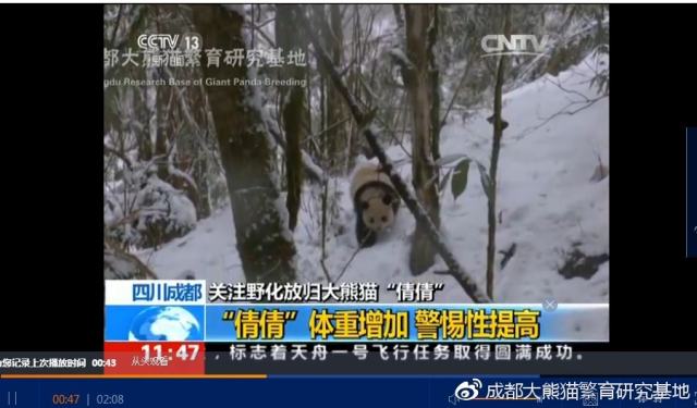 成都大熊猫基地回应“虐熊猫”：与事实严重不符