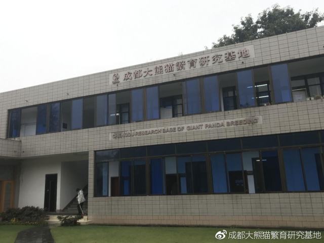 成都大熊猫基地回应“虐熊猫”：与事实严重不符