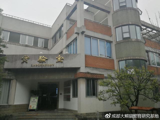 成都大熊猫基地回应“虐熊猫”：与事实严重不符