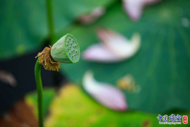 遇見(jiàn)·雄安丨荷開(kāi)滿(mǎn)塘 驚鴻美意