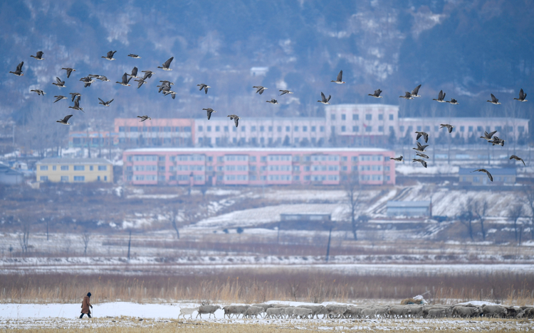 大美边疆|吉林珲春：擦亮候鸟迁徙的“星级驿站”