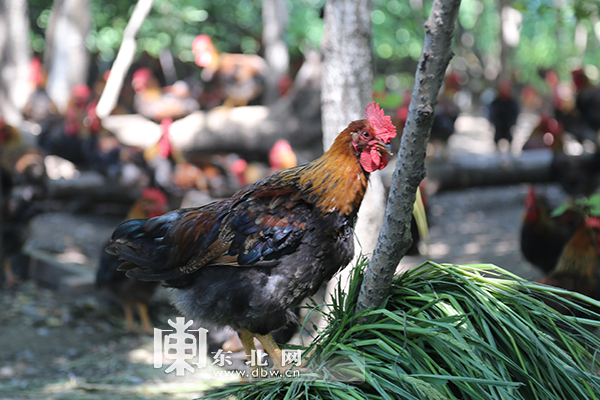 南山鸡场的致富经：眼镜公鸡，红公鸡中的“战斗机”