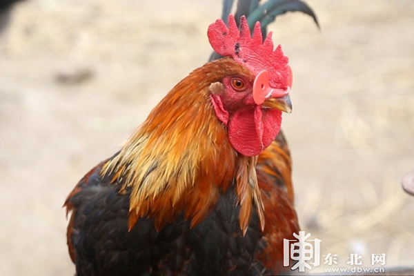 南山鸡场的致富经：眼镜公鸡，红公鸡中的“战斗机”