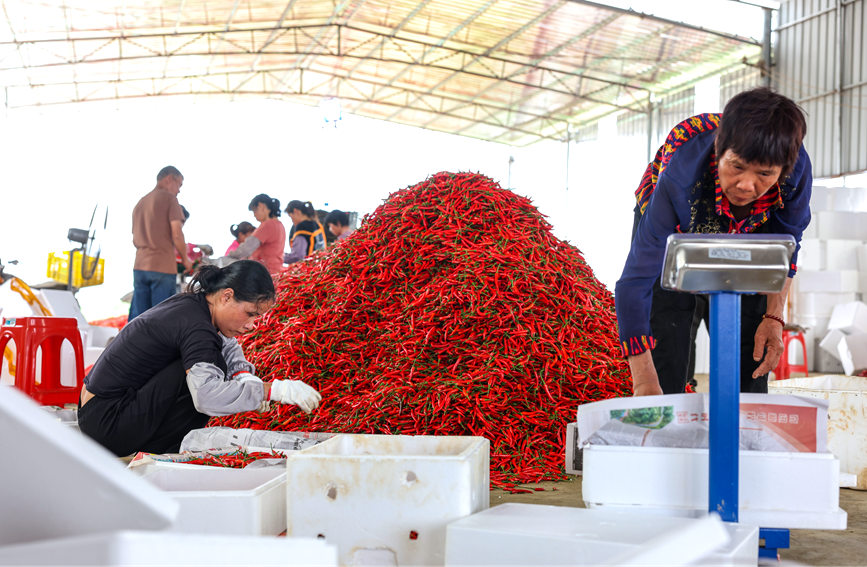 广西 :辣椒红满天 致富有希望