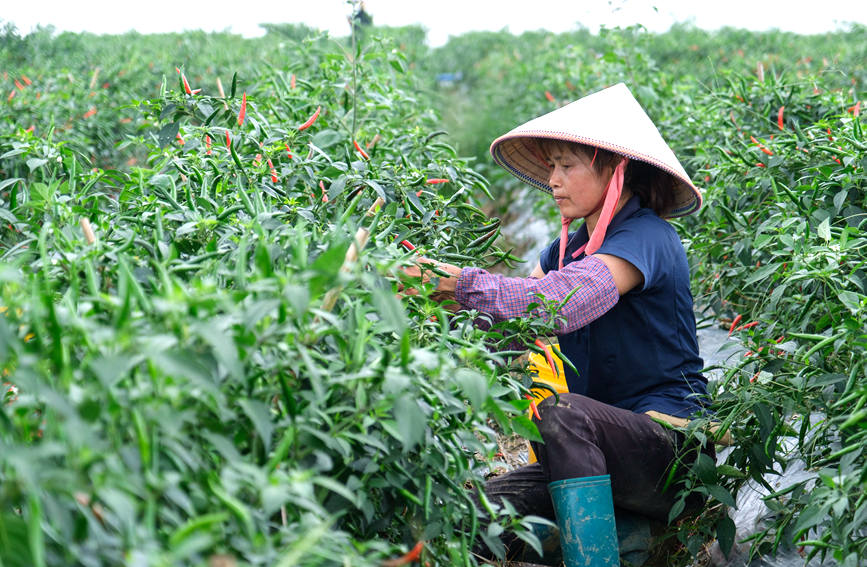 广西 :辣椒红满天 致富有希望