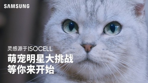 萌宠照片大集合 三星超高像素拍照征集活动开始 萌宠照片大集合 三星超高像素拍照征集活动开始