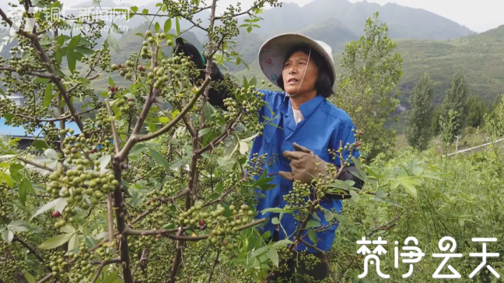 给生活加点“料”！贵州沿河这个村500亩花椒喜获丰收