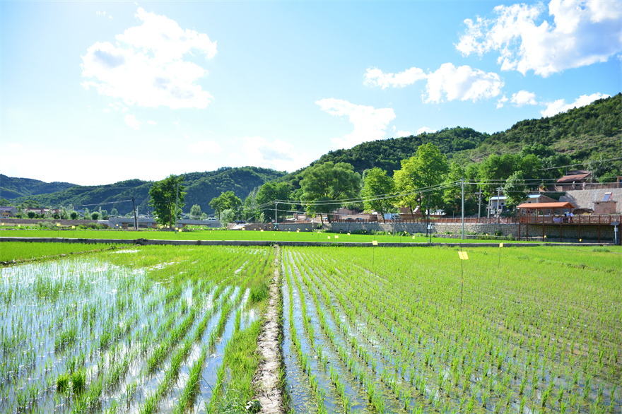 【组图】黄土高原也能种水稻？在“塞上小江南”刷新认知_fororder_DSC_7079
