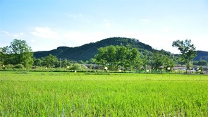 【组图】黄土高原也能种水稻？在“塞上小江南”刷新认知