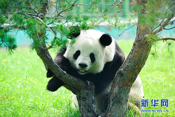 중국 최북단에 위치한 판다관 재개방 중국 최북단에 위치한 판다관 재개방_fororder_jia3