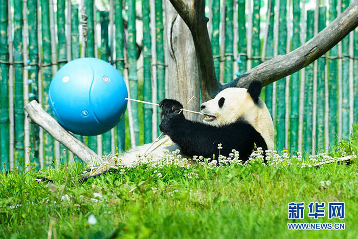 중국 최북단에 위치한 판다관 재개방 중국 최북단에 위치한 판다관 재개방_fororder_jia2