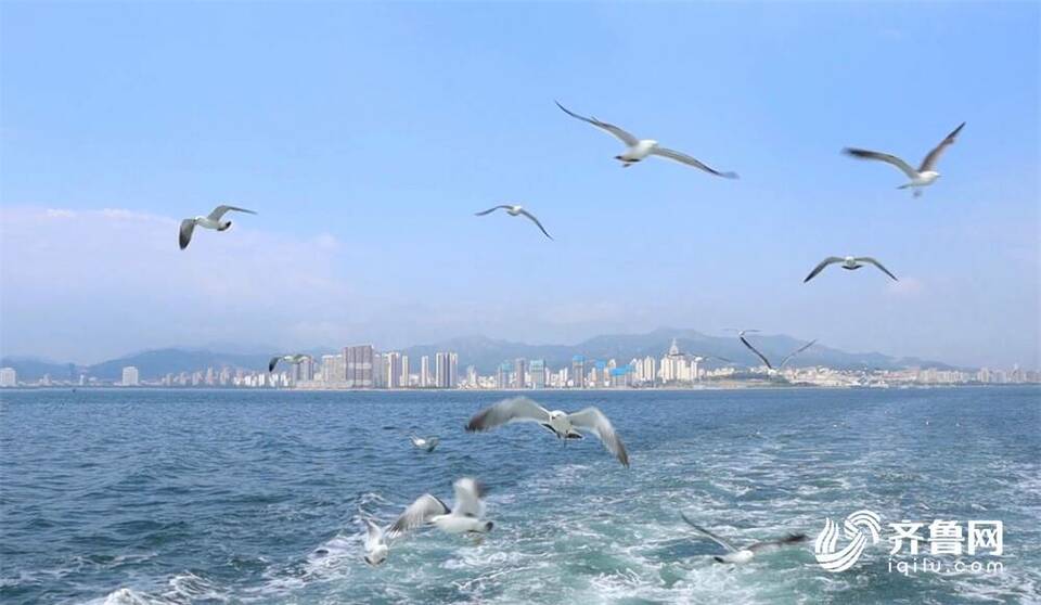 威海：鸥舞翩跹 共赏夏日灵动美景