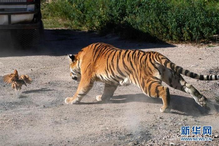 흑룡강 동북호림원 흑룡강 동북호림원_fororder_4