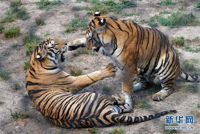 흑룡강 동북호림원 흑룡강 동북호림원_fororder_2