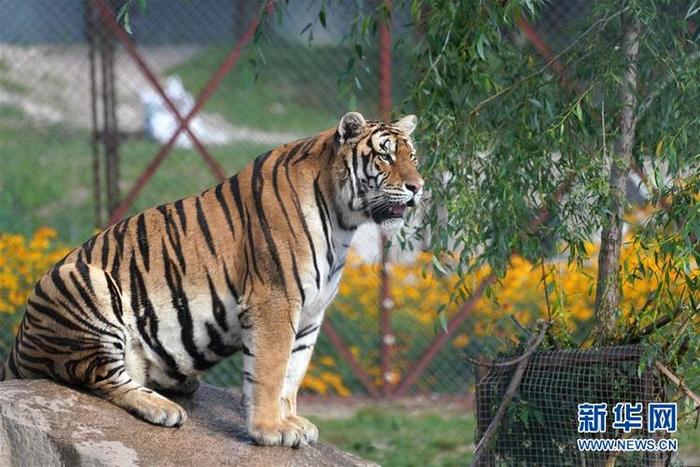 흑룡강 동북호림원 흑룡강 동북호림원_fororder_hu1