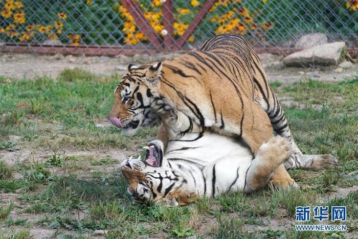 흑룡강 동북호림원 흑룡강 동북호림원_fororder_6