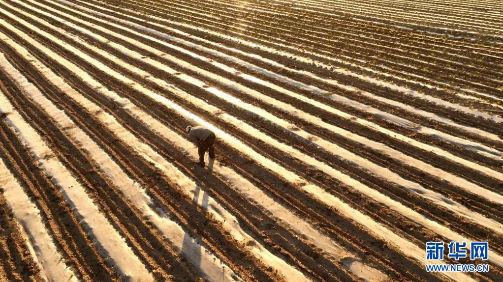 扫一扫黄土高原的“条码图”，看有机旱作农业长啥样