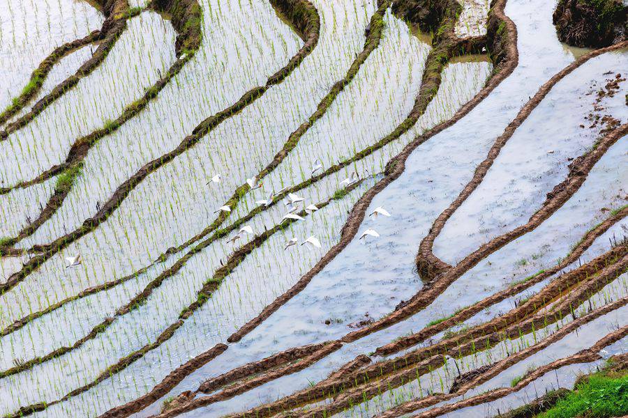 福建华安:晚稻插秧农事繁忙 千亩梯田勾勒田园画卷