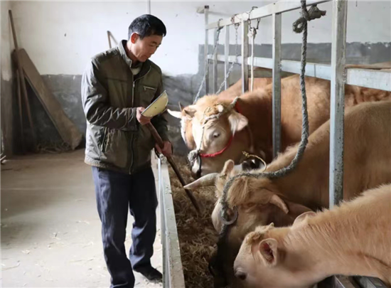 许昌禹州市鸠山镇：脱贫户养牛养出“牛”日子_fororder_图片1