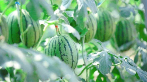 小西瓜 大产业!第八届成都(彭州)西瓜文化旅游节在敖平盛大开幕! 小西瓜 大产业!第八届成都(彭州)西瓜文化旅游节在敖平盛大开幕!