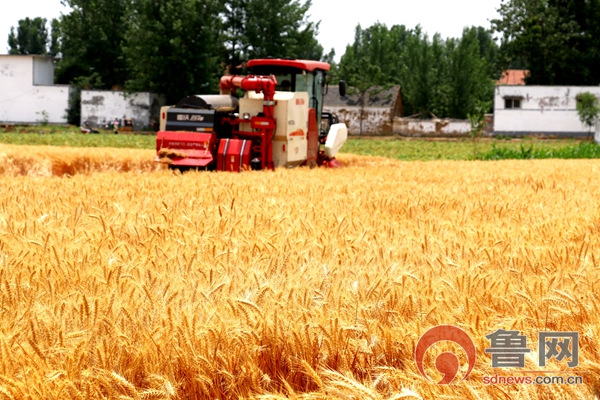 亩产801.72公斤！滕州市级索镇刷新全国超强筋小麦单产纪录