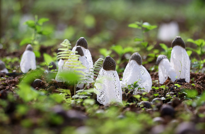 广西钦州：小小竹荪菇撑起“致富伞”