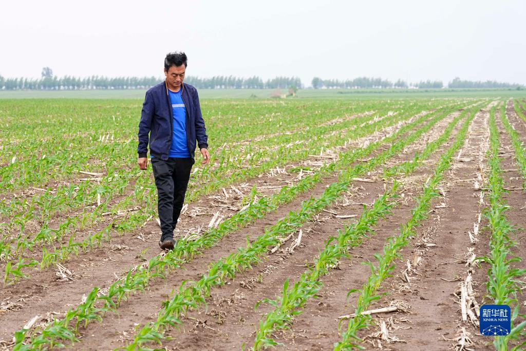 吉林公主岭：打造“黄金玉米带”上的现代农业样本