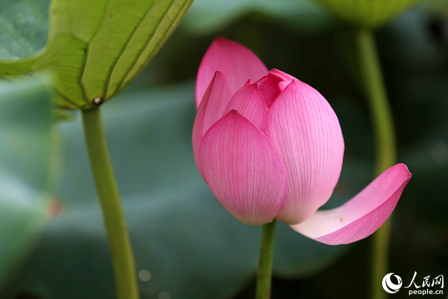 厦门:初夏骤雨打新荷 雨过满园荷花香