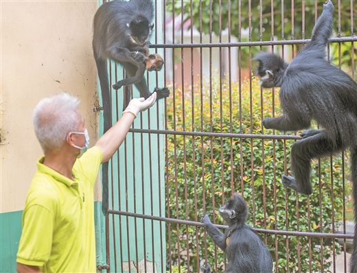 广西梧州：黑叶猴家族添新丁