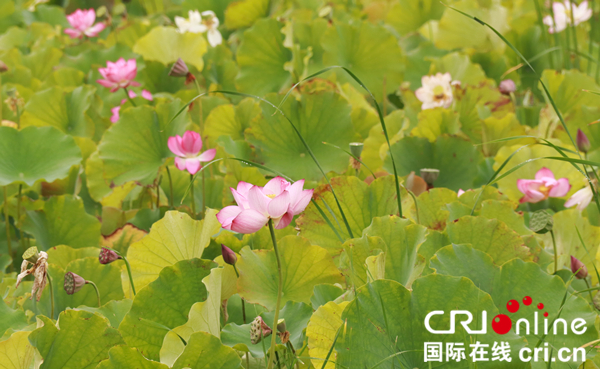 图片默认标题 图片默认标题_fororder_CqgNOl1cvNGAEqcPAAAAAAAAAAA850.600x369