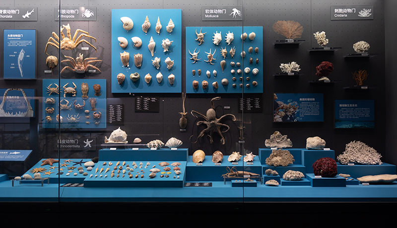 (最大 附链接)成都自然博物馆竣工验收 亚洲最大的恐龙化石现身_fororder_成都自然博物馆内景图-供图--成都市住房和城乡建设局-(4)